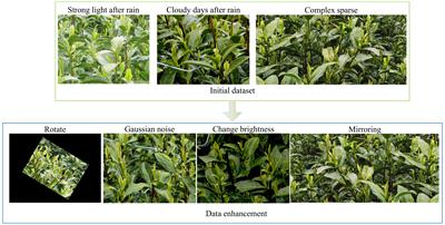 Small target tea bud detection based on improved YOLOv5 in complex background